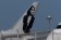 Comlux Aruba For Mahsa Amini (No Women Should Be Killed For Not Covereing Her Head) Boeing 787-8 P4-787 Dreamliner  Phoenix Die-Cast 04584 Scale 1:400 