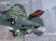 VSTOL US Marines F-35b BF-01 Open Canopy Die cast HG60289 Hogan 1:200 